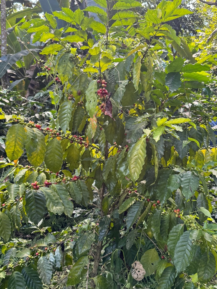 Native Foodscape Foundation