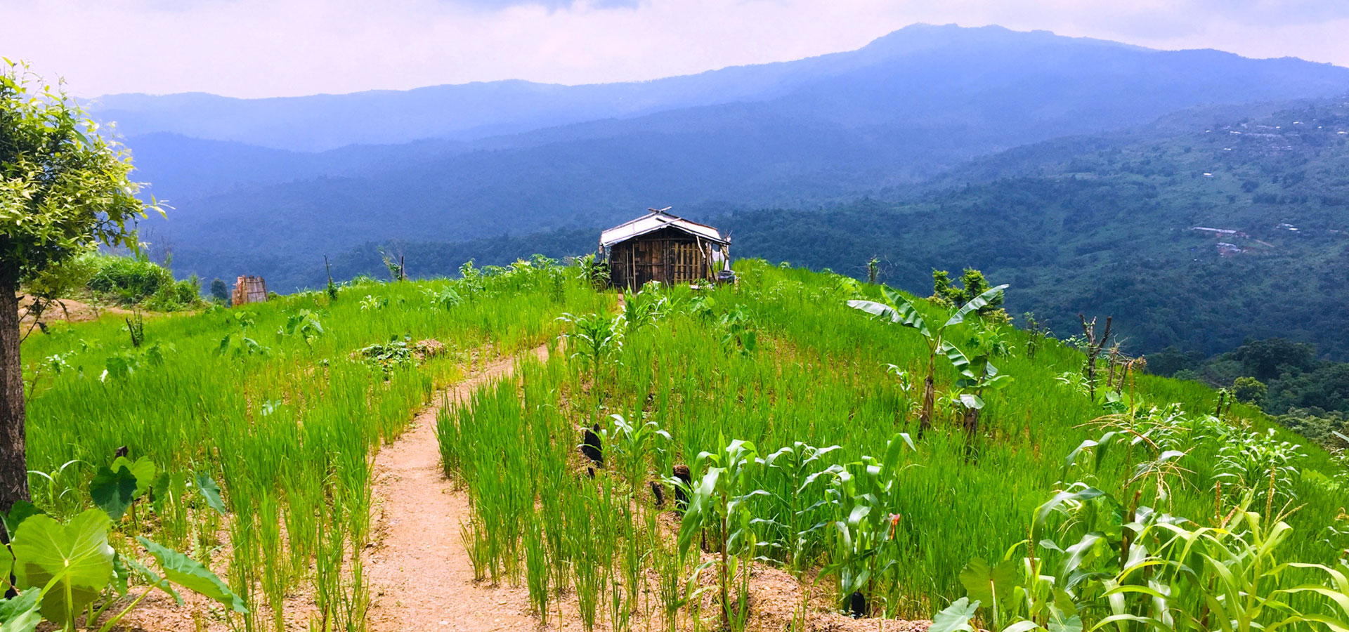 Native Foodscape Foundation