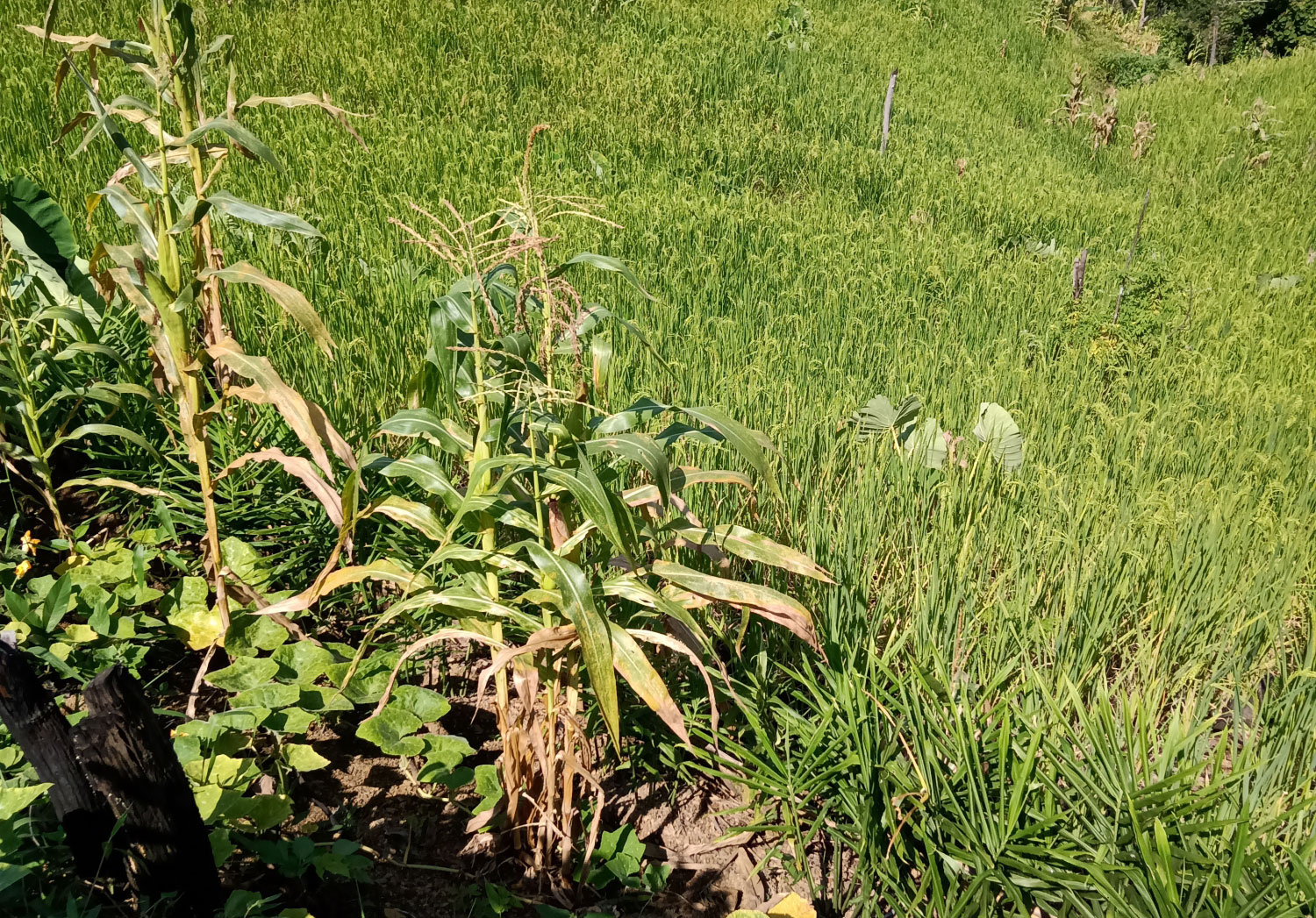 Native Foodscape Foundation